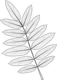 American rowan leaf coloring page